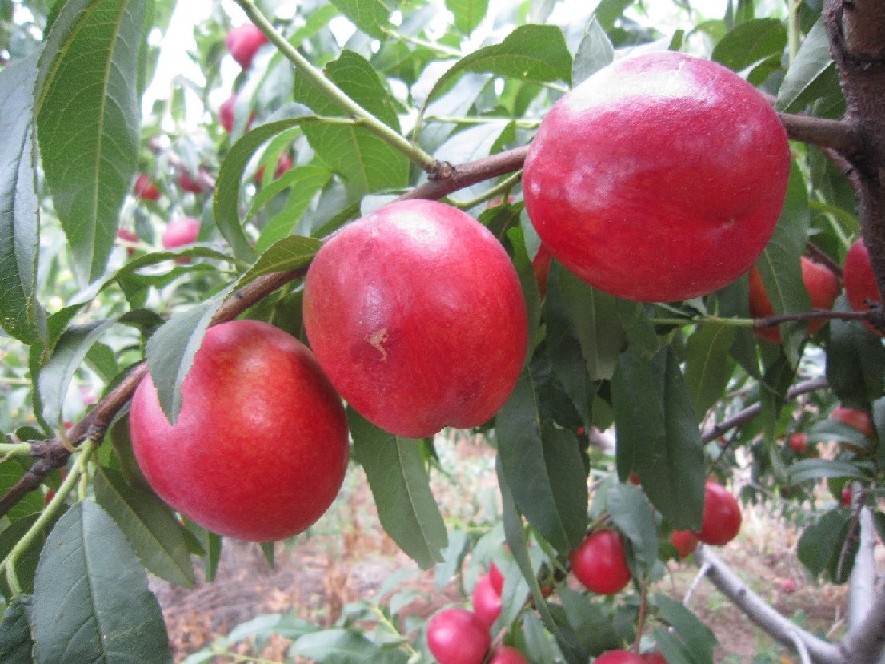 优质皇冠 油桃新品种 好吃易种植