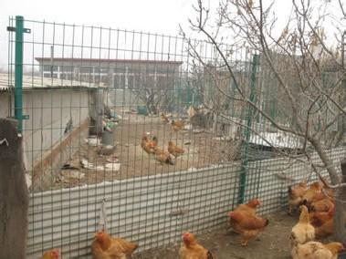 厂家以较低的价格供应批发养鸡网护栏网 勾花护栏网