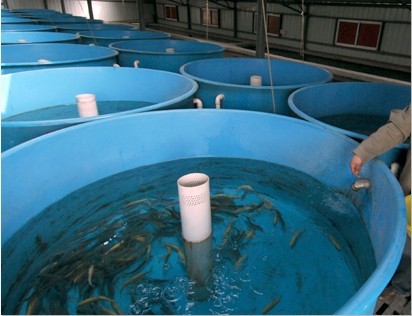 瑞泽专业加工养殖设备玻璃钢鱼苗孵化池2000*500mm玻璃钢厂家批发