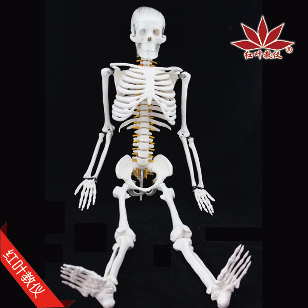 人体骨骼模型85cm 带脊柱脊椎神经 椎间盘 医用骨架模型 正骨教学
