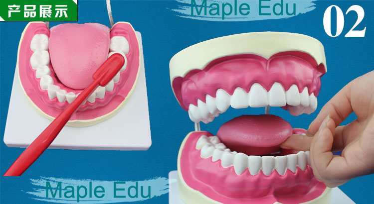 牙齿模型 口腔模型 口腔护理模型放大6倍 齿科模型
