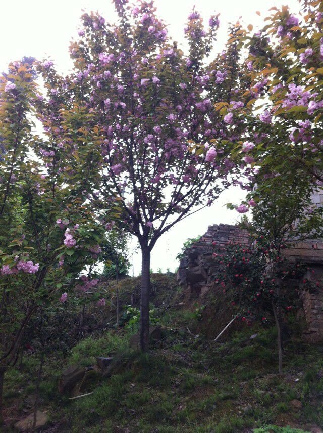 四川高杆樱花，树形好的高杆樱花有 四川高杆樱花基地、批发价格