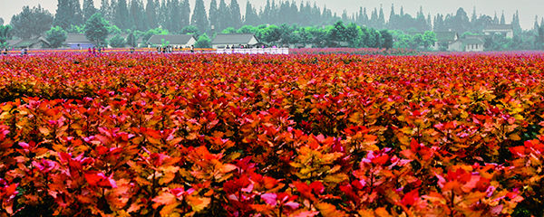 园林景区道路彩化的树有哪些 较美丽树种红霞杨