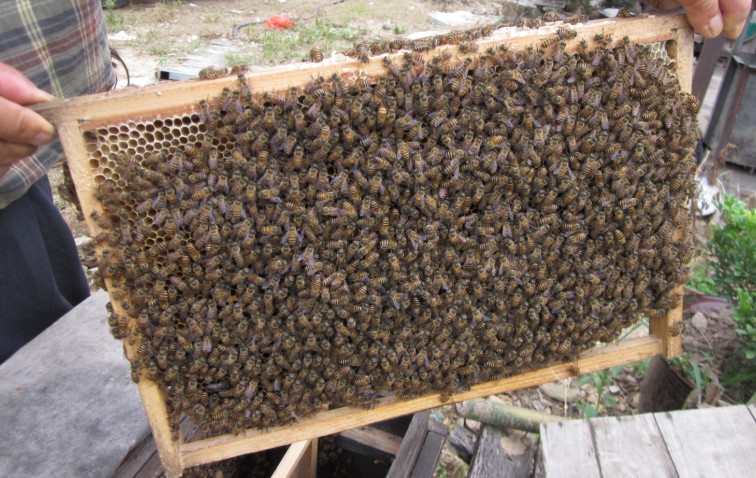 潜江仙桃随州长沙浏阳养蜂场*蜜蜂卖出蜂蜜哪家比较好