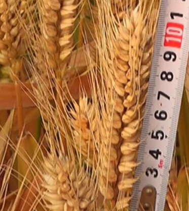 山东高产小麦品种