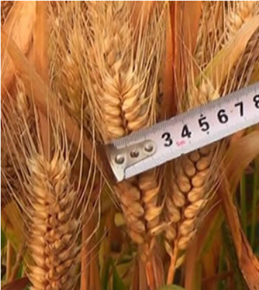 许昌高产小麦品种批发价格