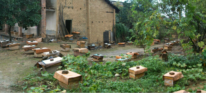 贵州贵阳六盘水遵义安顺铜仁毕节出售中蜂蜂群蜜蜂群蜂箱蜂具