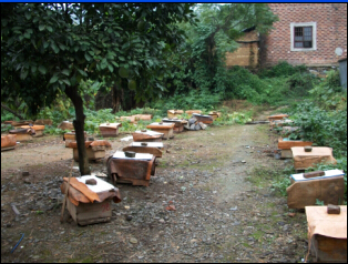 长沙*蜜蜂卖出优质蜂蜜出售中蜂蜂群蜂种蜜蜂群蜂箱蜂具摇蜜机