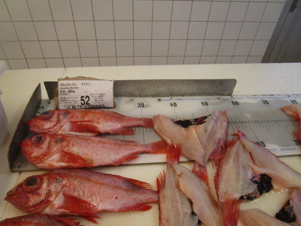 供应红鱼原料
