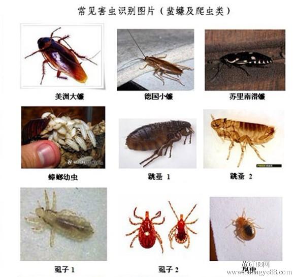 深圳消杀公司、罗湖杀蟑螂、龙岗灭粉蛀虫、坪山灭木线虫