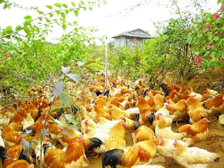 怡景生态园林出售优质的土鸡——南宁怡景土鸡品牌
