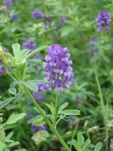 紫花苜蓿提取物浓缩粉