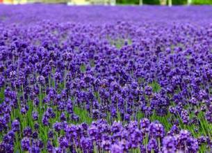 紫花苜蓿提取物