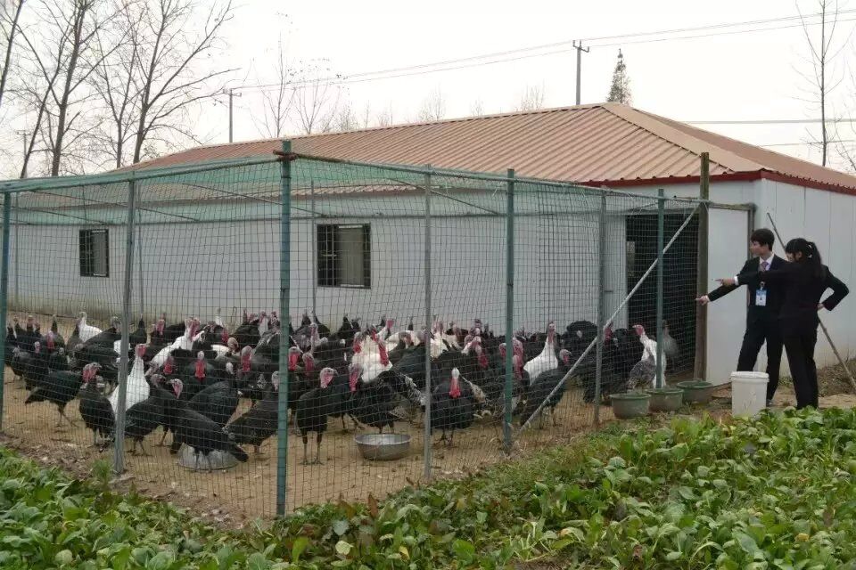全国优质火鸡养殖基地直供贝蒂纳火鸡苗，商品火鸡
