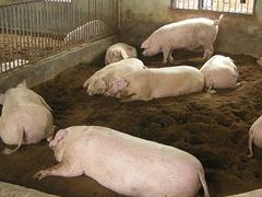 来荆门涵威畜牧，买优质的商品猪——低价荆门畜牧
