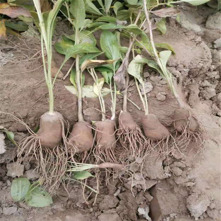 兰州市黄河中药材饮片名贵中药材冷背中药材百花果草茶香料厂家专业