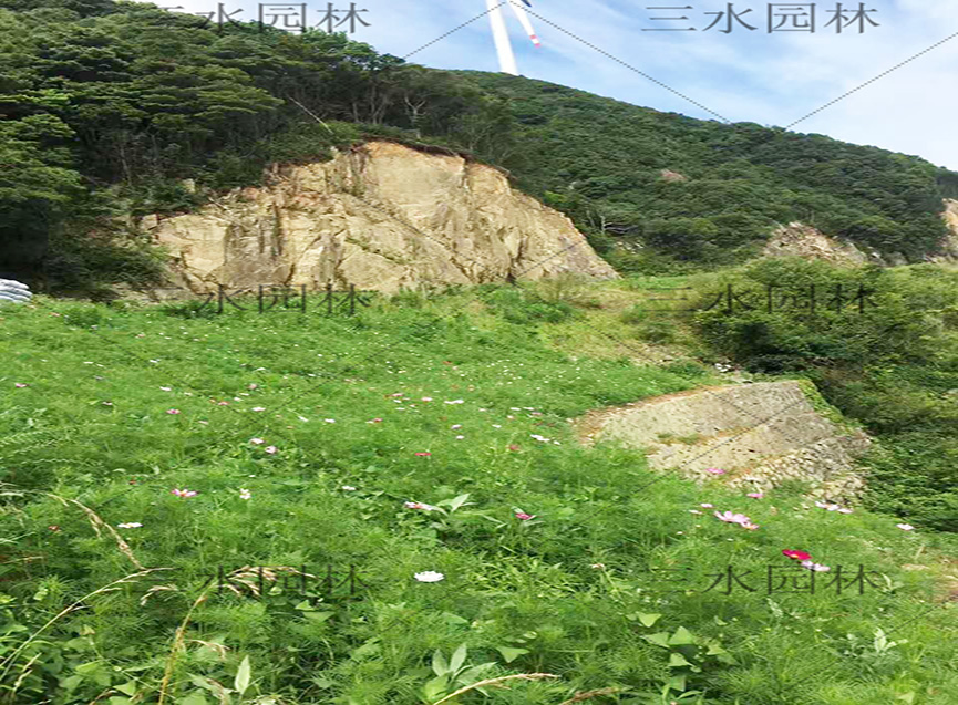 广西省专业花种 景观花种 野花种子批发