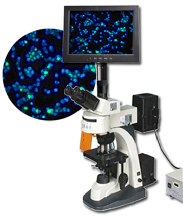 福州泉通供应三目落射荧光显微镜|高倍立体荧光显微镜