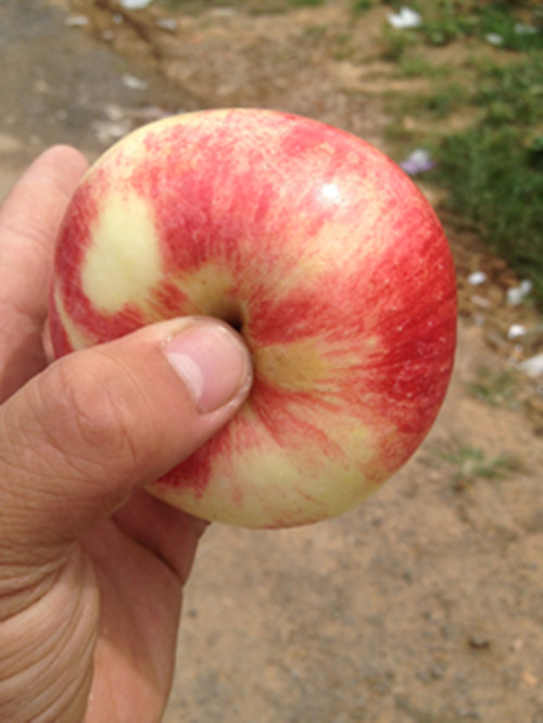 山东红富士苹果产地直销 红富士苹果产地在山东日照