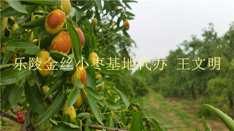 春季枣树苗基地批发栽培较佳时机