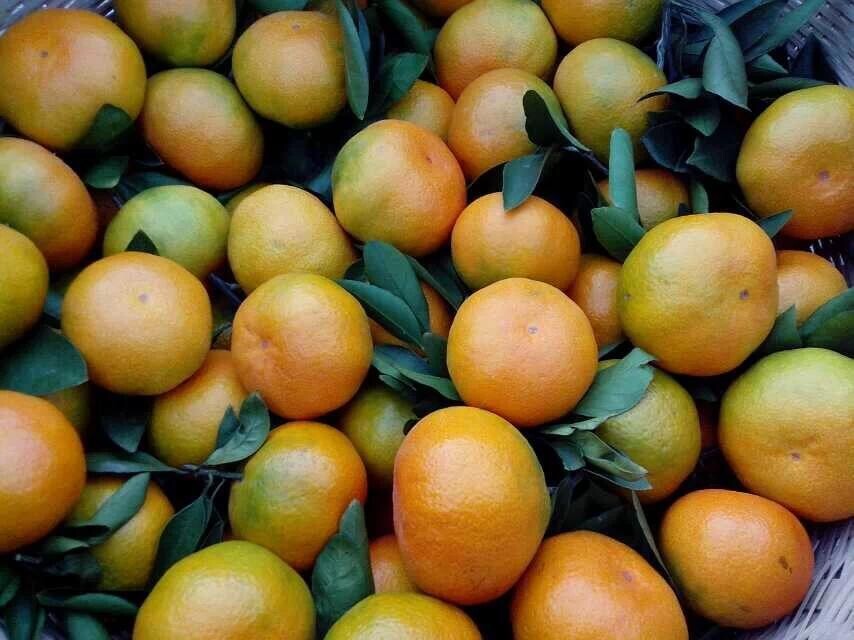 东莞下桥水果批发市场--代销柑橘
