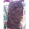 供应湖南张家界桑植龙山永顺蜜蜂中蜂种蜂杂交蜂王杂交土蜂，养蜂工具不锈钢摇蜜机全杉木标准蜂箱，养蜂技术，蜂蜜产品