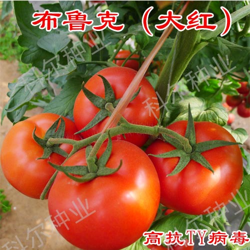 布鲁克--大红西红柿种子 科尔农业供应思贝德番茄种子、齐达利番茄种子、倍盈番茄种子