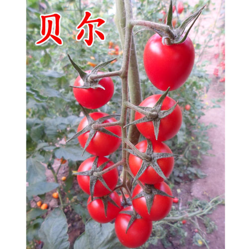 贝尔--樱桃西红柿种子