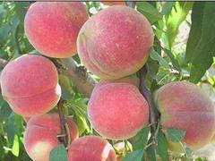 潍坊映霜红桃树苗|品种齐全的映霜红桃树苗有供应