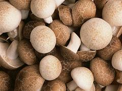 出售香菇：划算的香菇 推荐