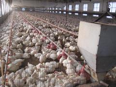 阳光温控设备供应优良的肉鸡料线_出售料线肉鸡