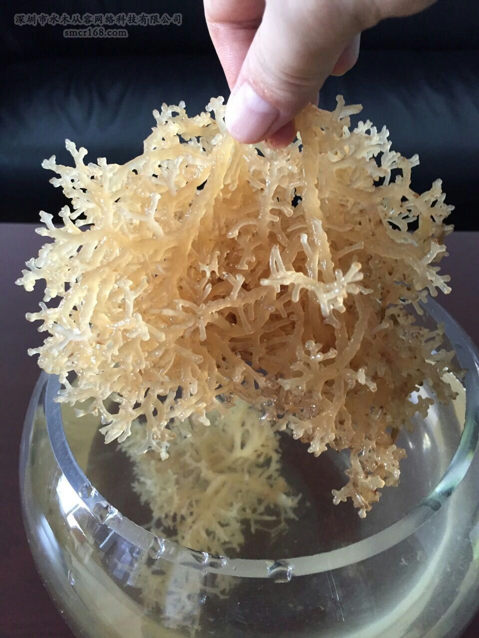 仙本藻珊瑚燕窝