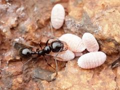 三亚*的海南黑蚂蚁防治公司——儋州蚂蚁防治