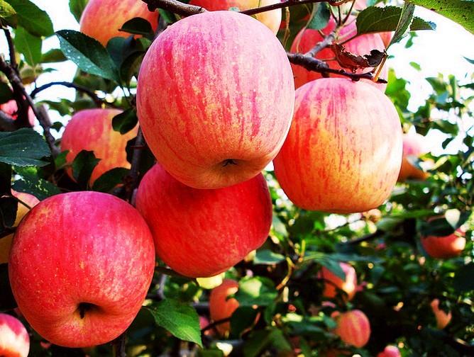 全年供应山东优质红富士苹果