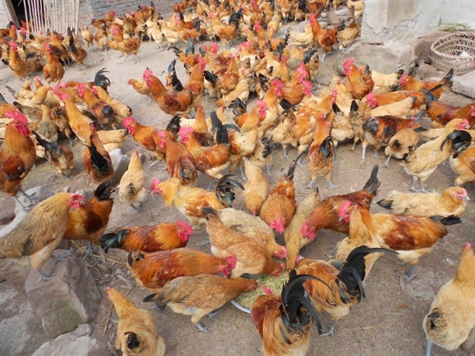 自生源禽业鸡苗供应|供应鸡苗|土鸡养殖