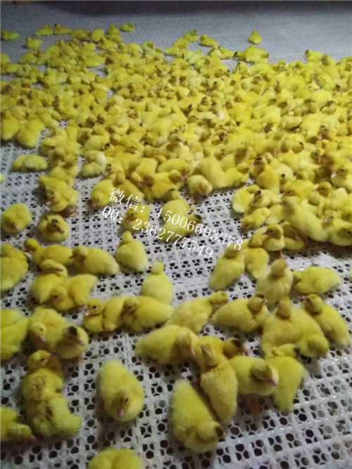 塑料鸡笼鸡用运输笼成品鸡运输笼
