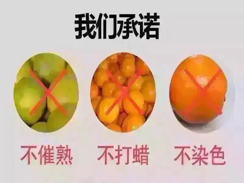 供应冰糖橙批发——中国**之乡着名品牌-麻阳冰糖橙