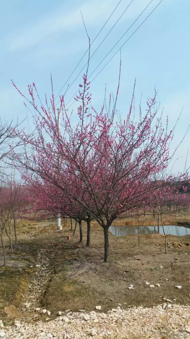 供应安徽肥西高杆红梅，丛生红梅，红梅小苗，红梅盆景