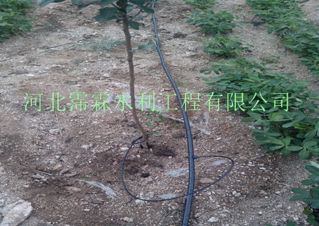 广东清远供应节水设备/小管出流/果树滴灌设备