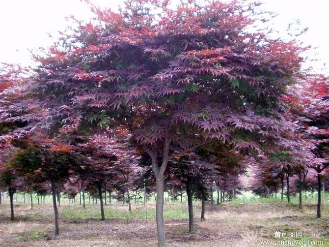 安徽肥西出售地径2-12公分红枫，樱花，垂丝海棠，鸡爪槭，红花紫薇