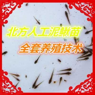 专业中国台湾泥鳅苗价格/纯种中国台湾泥鳅苗价格