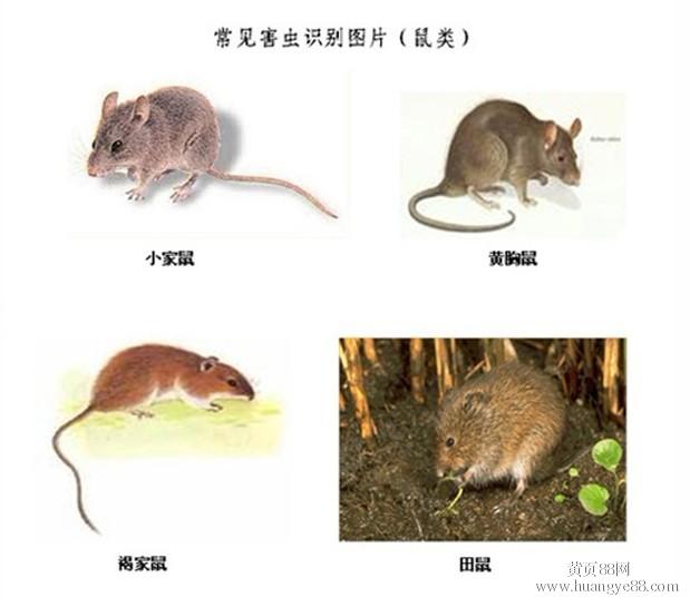 深圳灭鼠公司/龙岗灭鼠/布吉坂田灭鼠