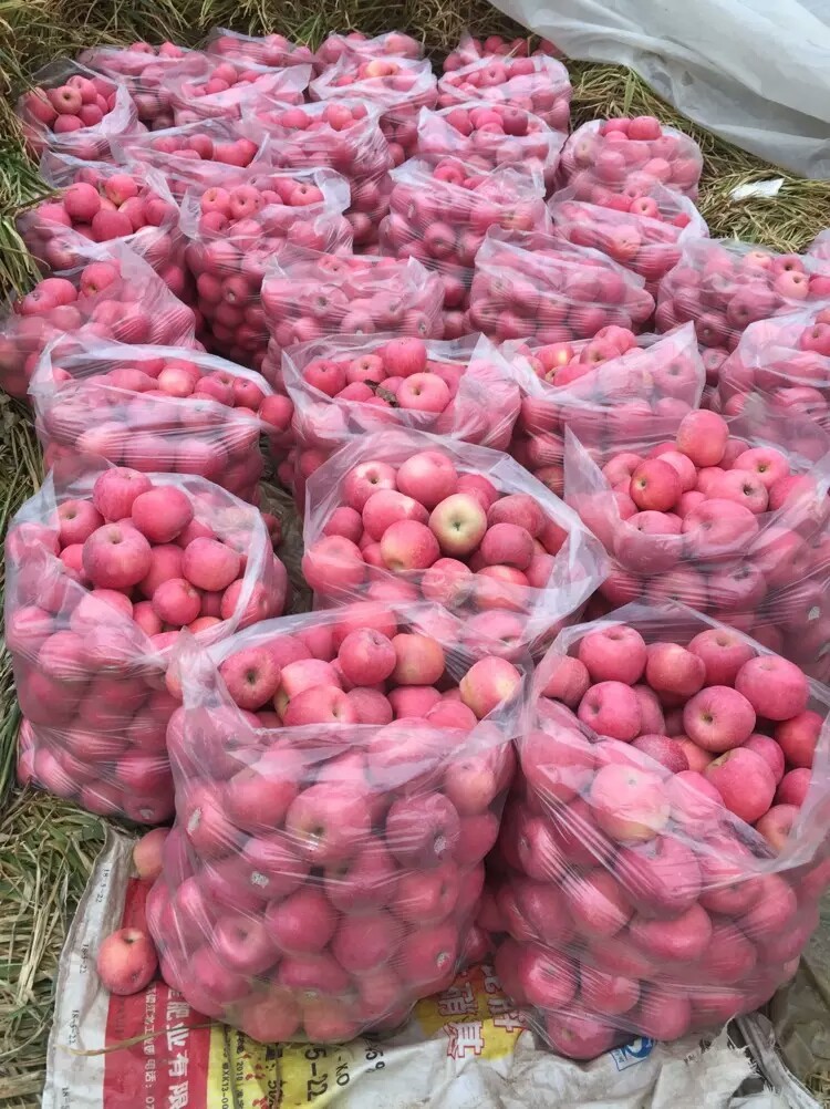 山东产区苹果价格行情咨询，山东苹果种植生产基地