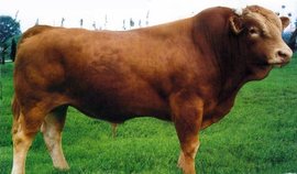 肉牛养殖利润分析