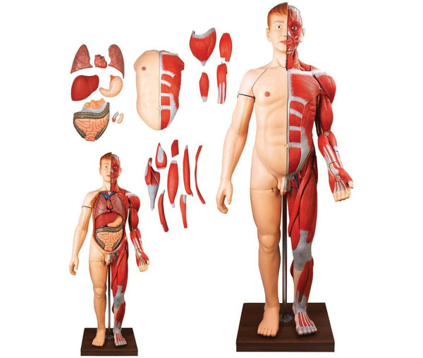 颐楷医学模型厂家人体全身层次解剖附内脏模型