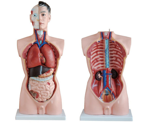 颐楷医学模型厂家男性人体半身躯干解剖模型