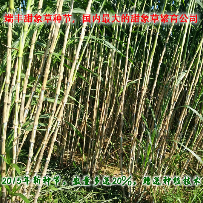 中国台湾甜象草种节批发_赠送全套牧草种植技术