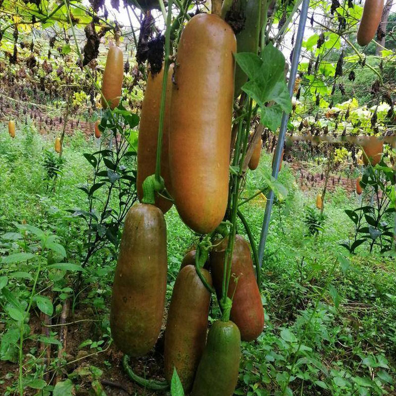 枸杞采果 纯野生枸杞树 抗癌枸杞 盆栽苟杞树