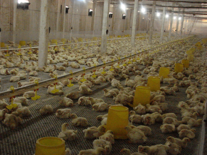 嘉汇农牧公司批发代理的鸡用供水线
