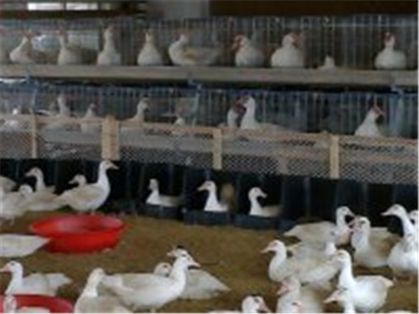 嘉汇农牧公司行业成员之一的鸭用产蛋箱